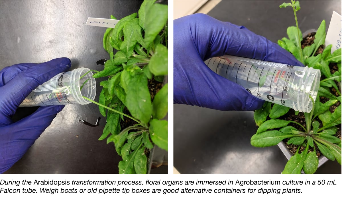 Tips for arabidopsis transformation